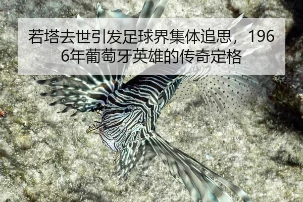 若塔去世引发足球界集体追思，1966年葡萄牙英雄的传奇定格